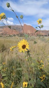 flowers-and-red-rock